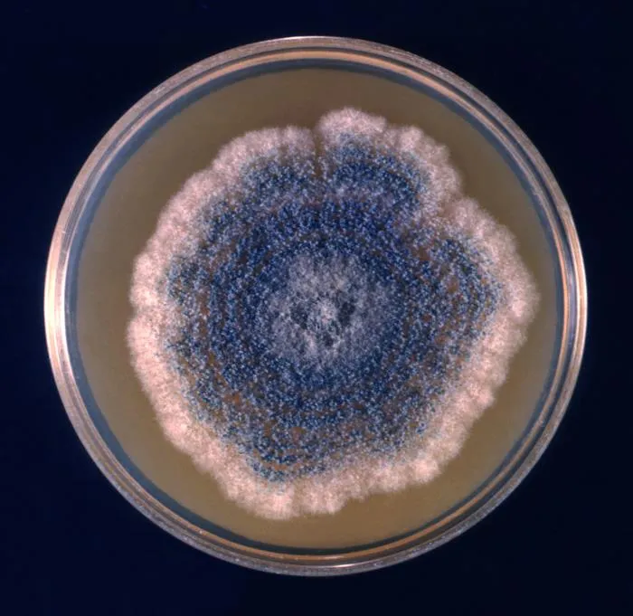 Aspergillus clavatus colony on a petri dish (CDC Public Health Image Library, public domain) — a representative culture of the Aspergillus genus most commonly isolated from indoor air.