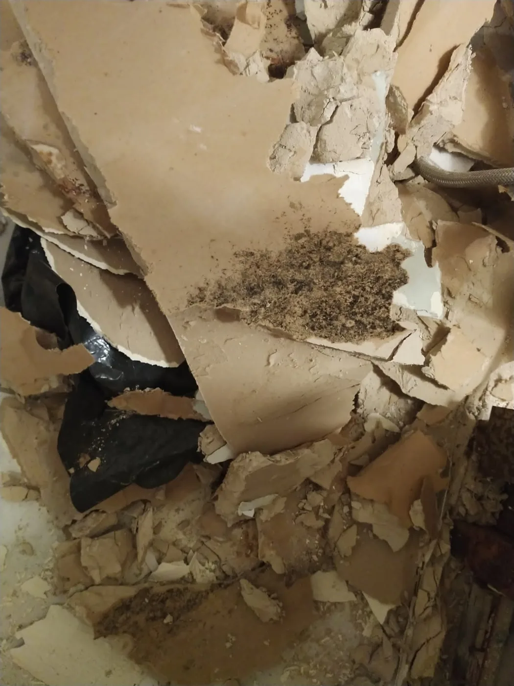 Dark speckled mold colony on the back of a drywall panel, found during demolition of a water-damaged wall.