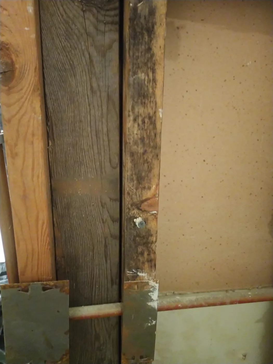 Heavy mold colonization down a wood stud face inside an opened wall cavity, with speckled growth on the drywall backing.
